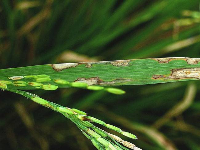 Rhizoctonia solani