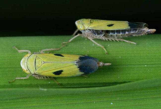 Green Leaf Hopper