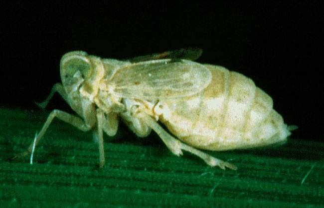 Sogatella furcifera