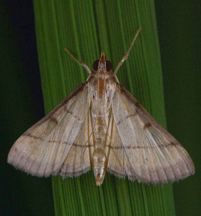 Cnaphalocrocis medinalis