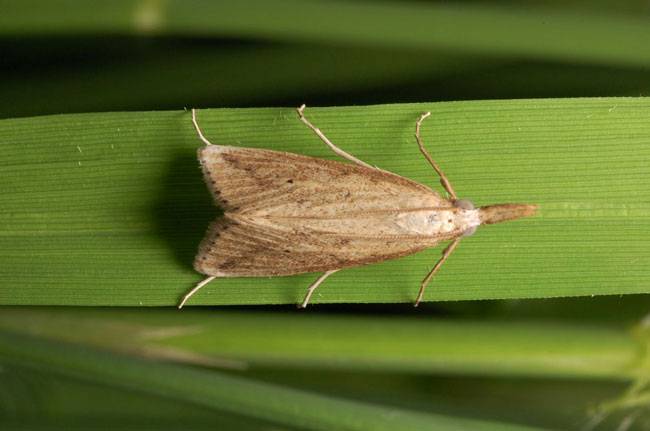 Yellow Stem Borer