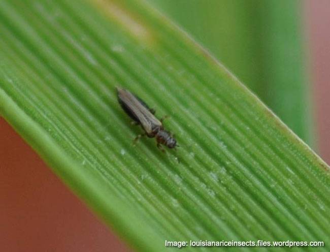 Thrips