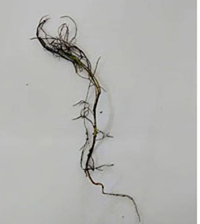 Fusarium oxysporum f. sp. cumini. 