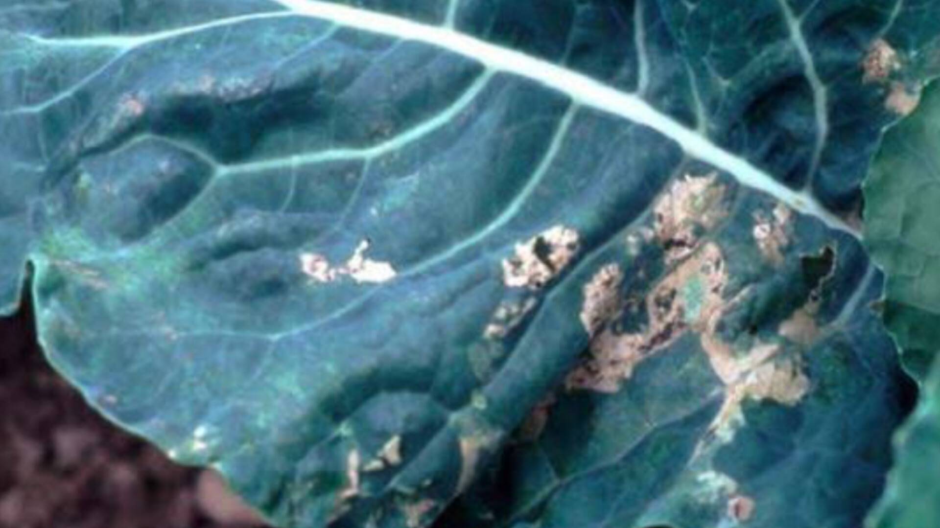 Xanthomonas campestris