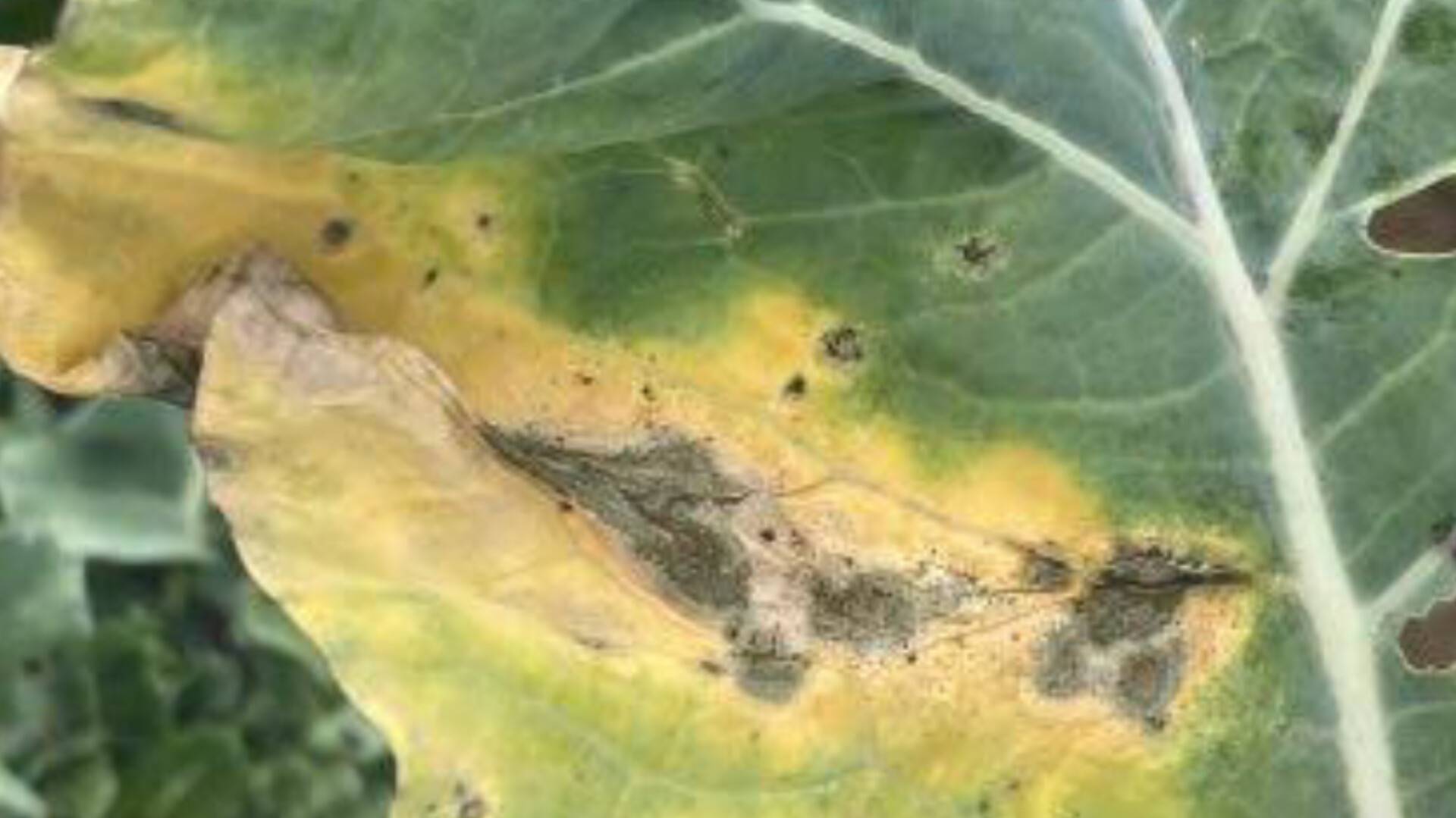 Xanthomonas campestris