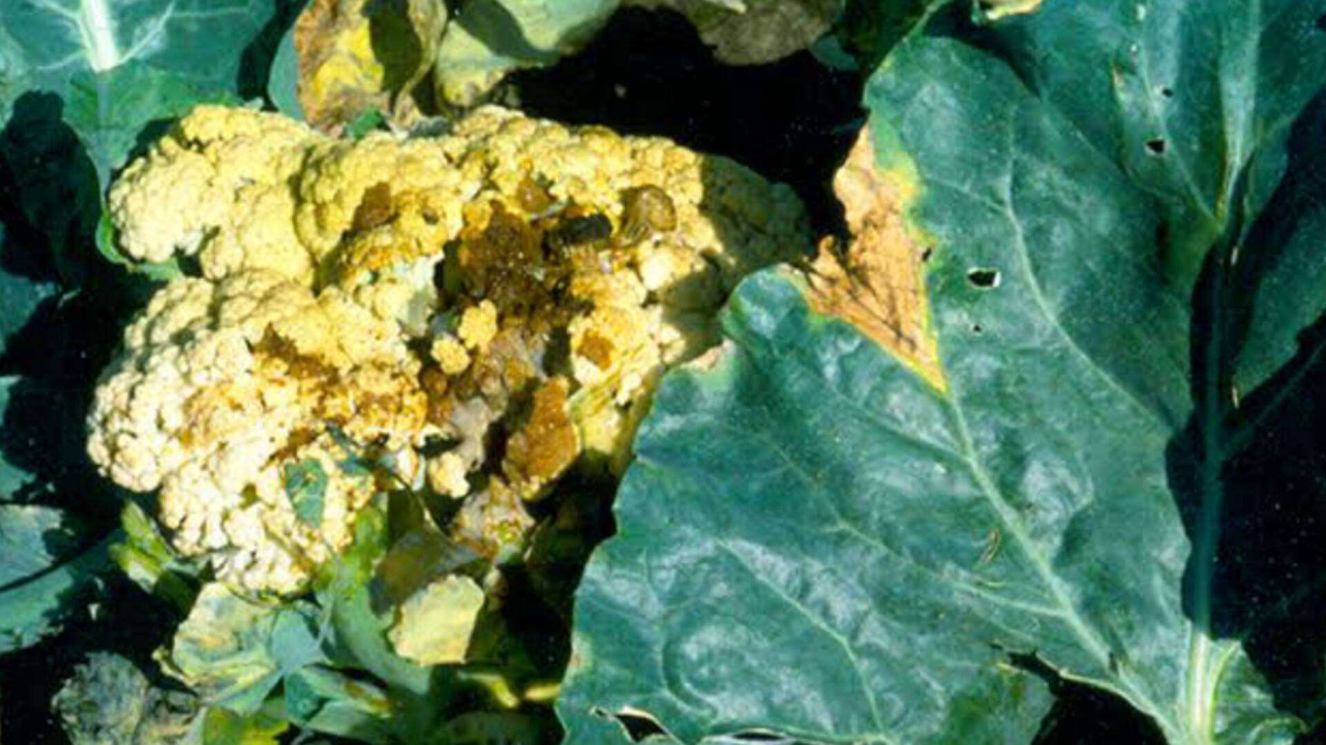 Xanthomonas campestris