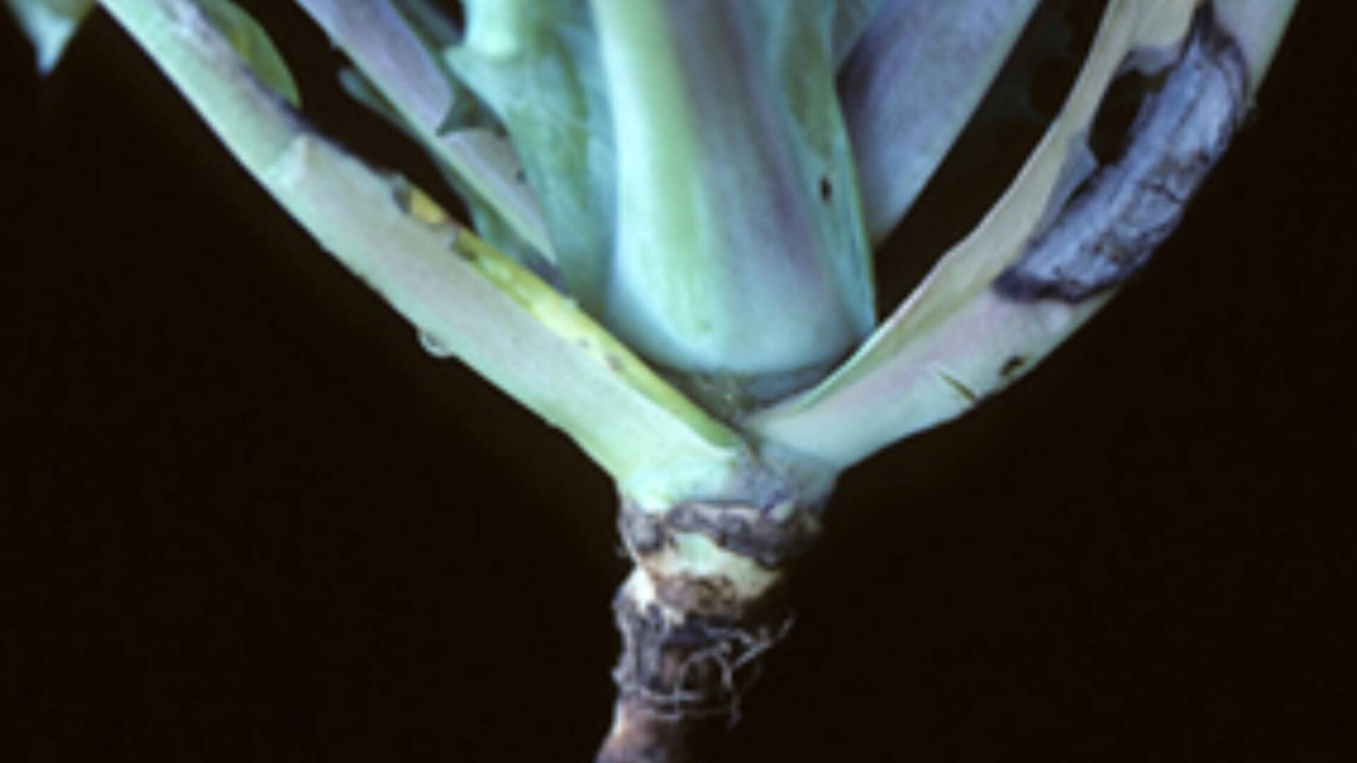 Leptosphaeria maculans