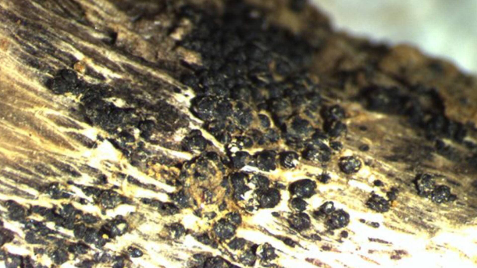 Leptosphaeria maculans