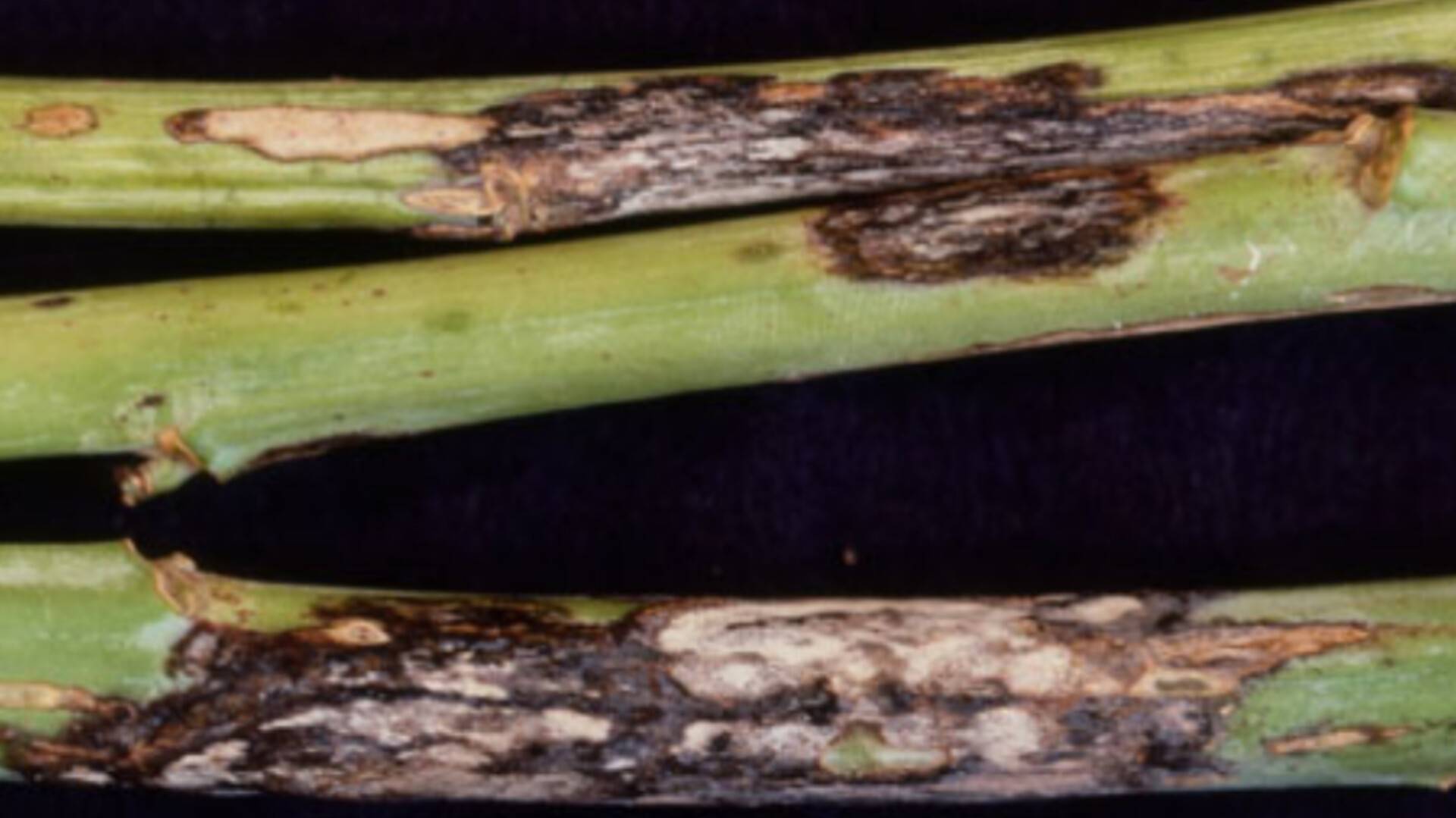 Leptosphaeria maculans