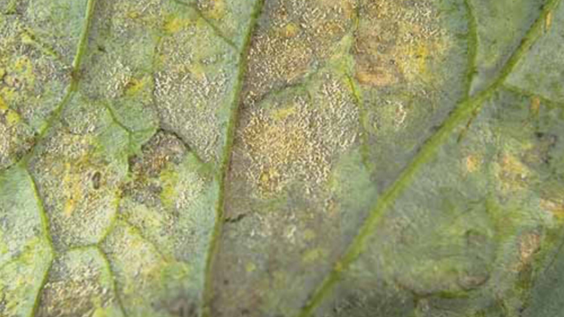 Hyaloperonospora parasitica