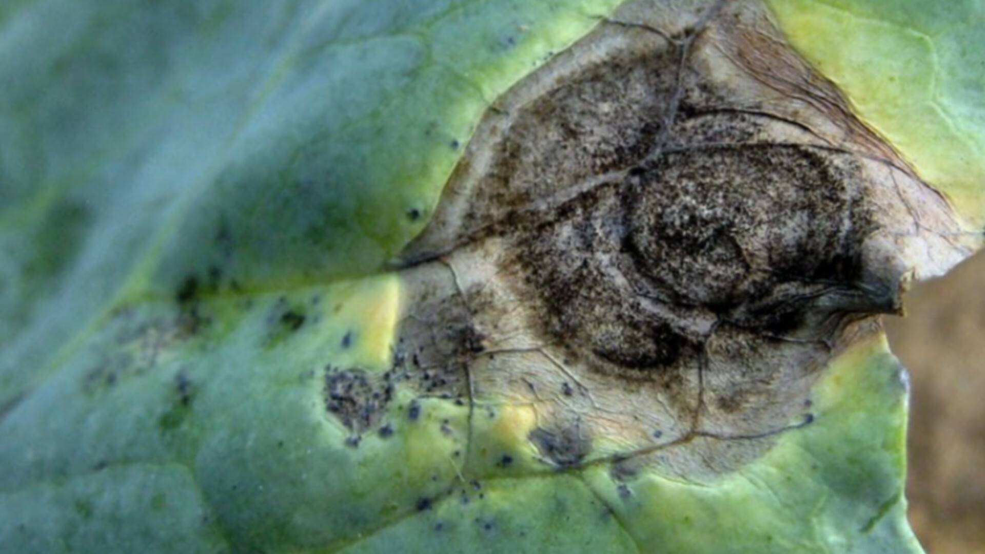 Alternaria species