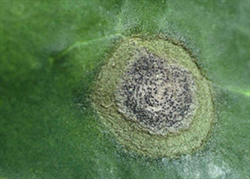 Mycosphaerella brassicicola
