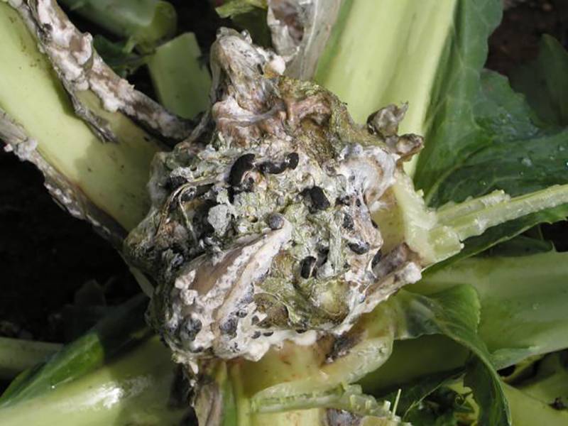 Sclerotinia sclerotiorum and Sclerotinia minor
