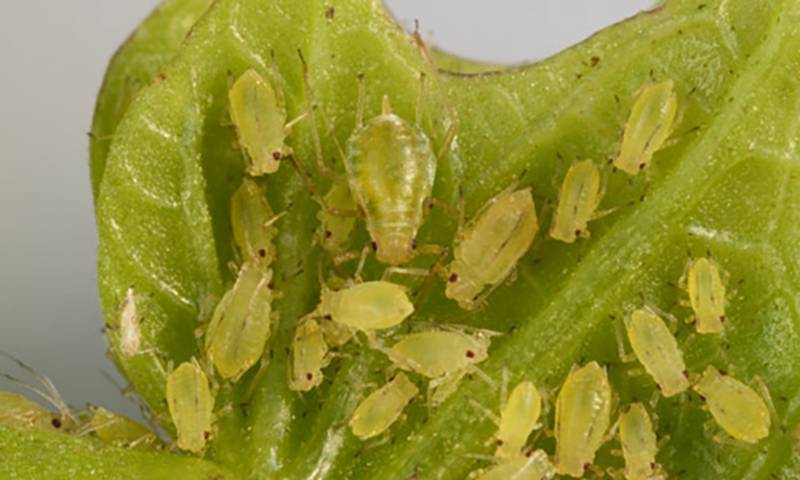 Myzus persicae