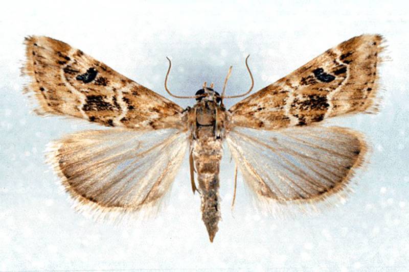 Hellula undalis