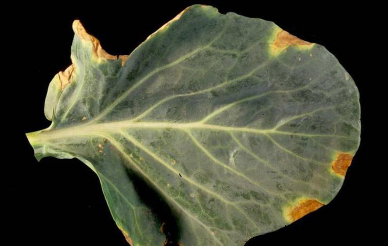Xanthomonas campestris