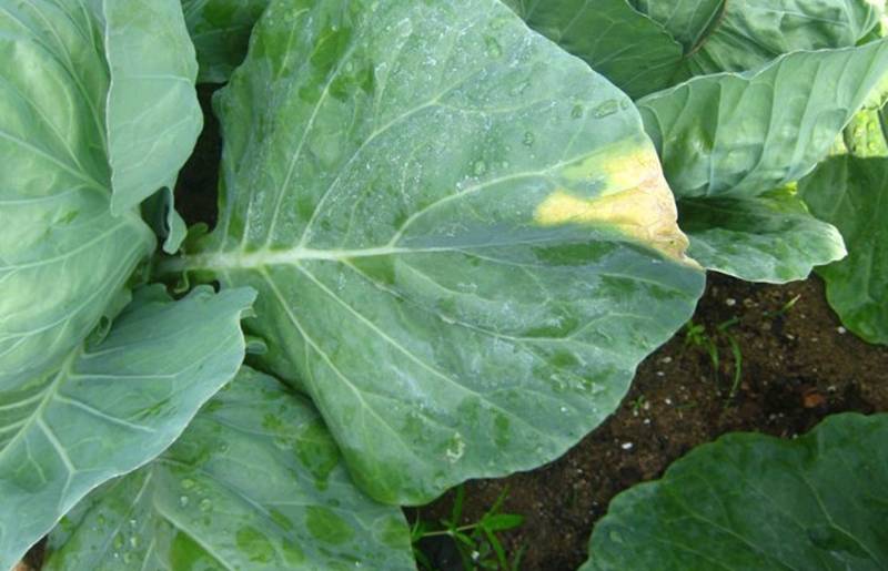 Xanthomonas campestris