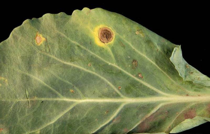 Alternaria species