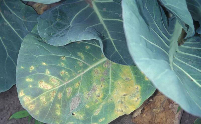 Hyaloperonospora parasitica