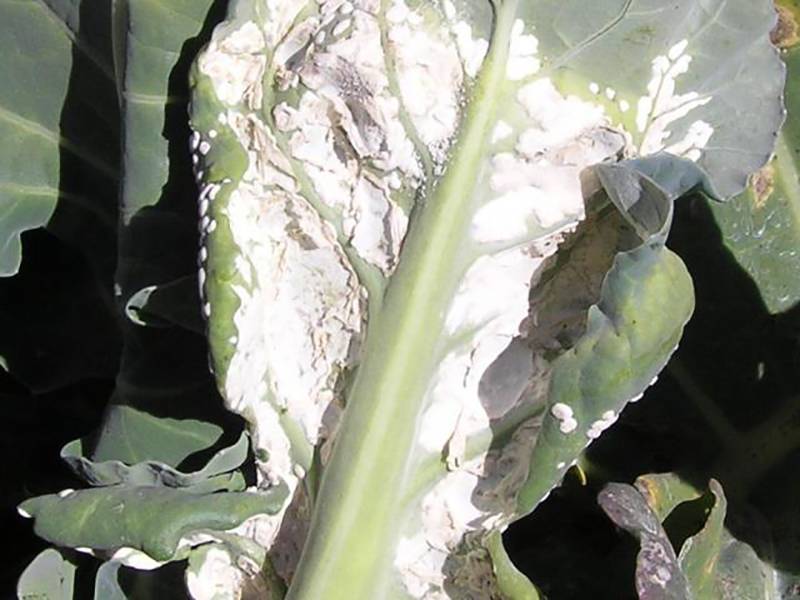 Albugo candida