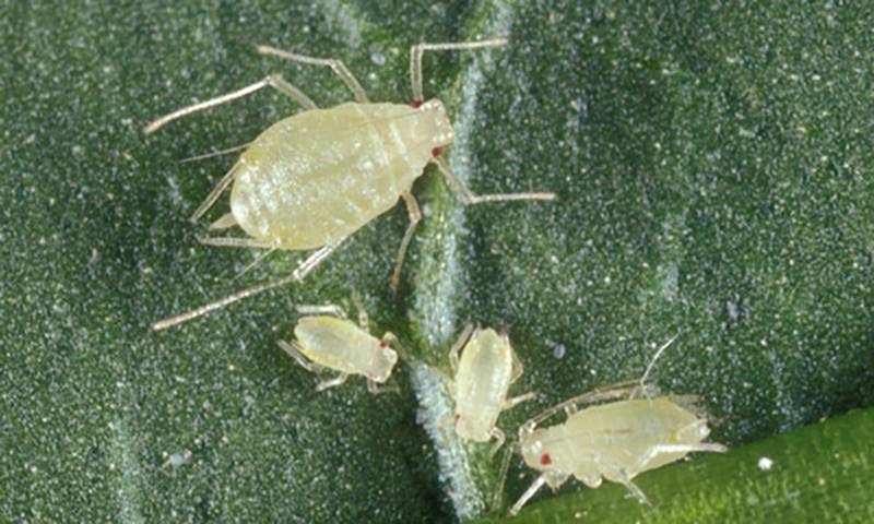 Myzus persicae