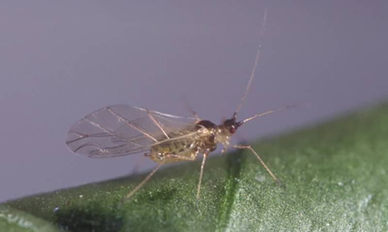 Myzus persicae