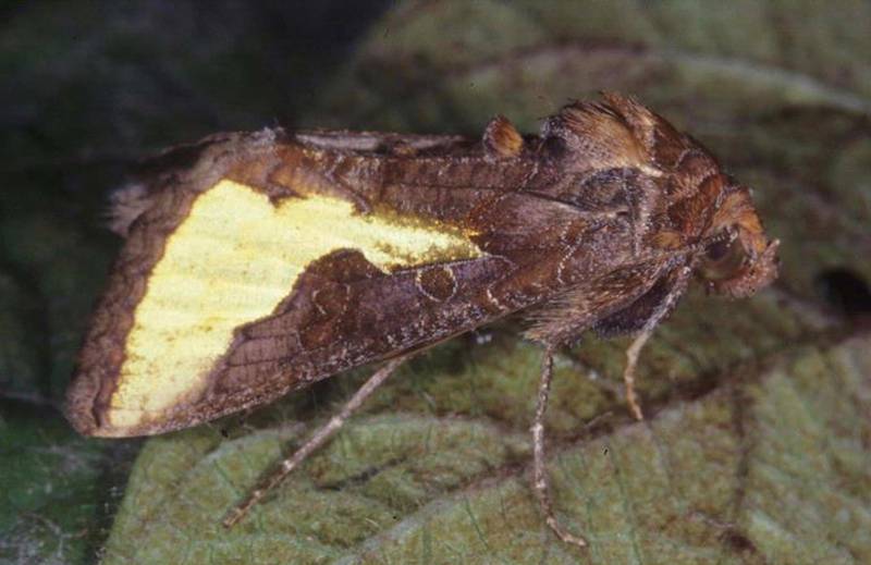 Thysanoplusia orichalcea