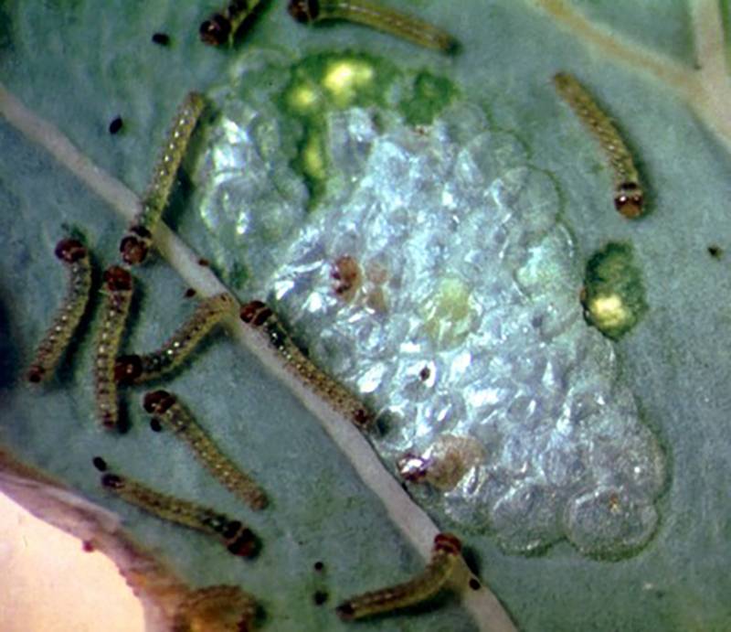 Crocidolomia binotalis 