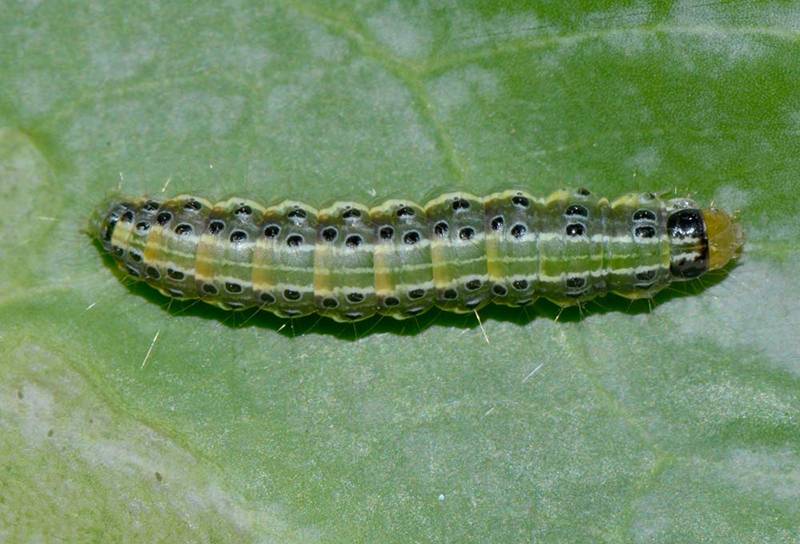 Crocidolomia binotalis 