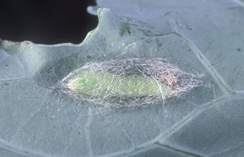 Plutella xylostella