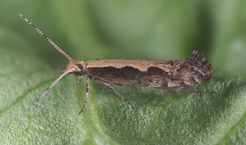 Plutella xylostella