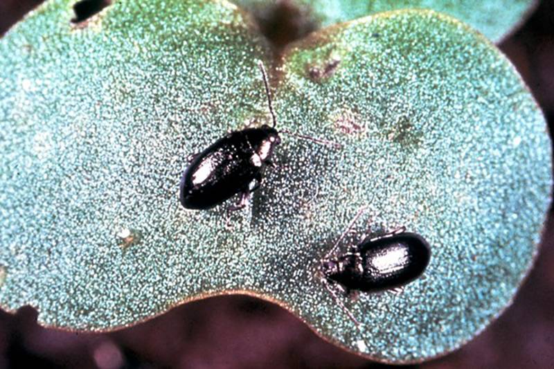 Phyllotreta cruciferae