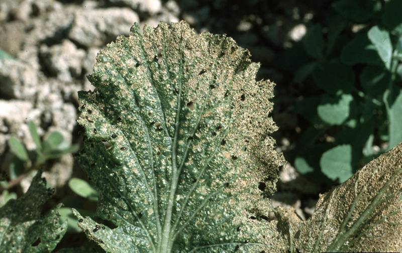 Phyllotreta cruciferae