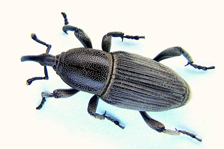 Cosmopolites sordidus