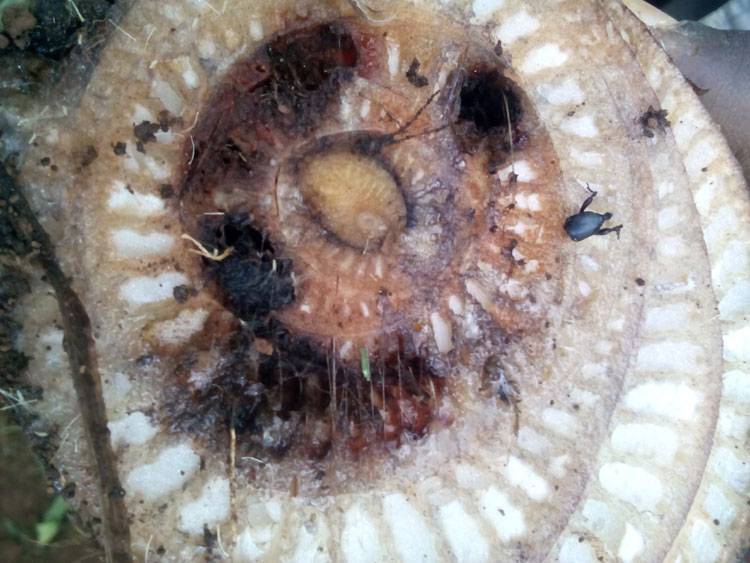 Cosmopolites sordidus