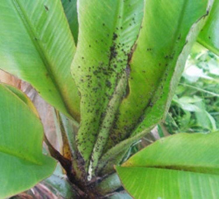 Pentalonia nigronervosa f. typica  