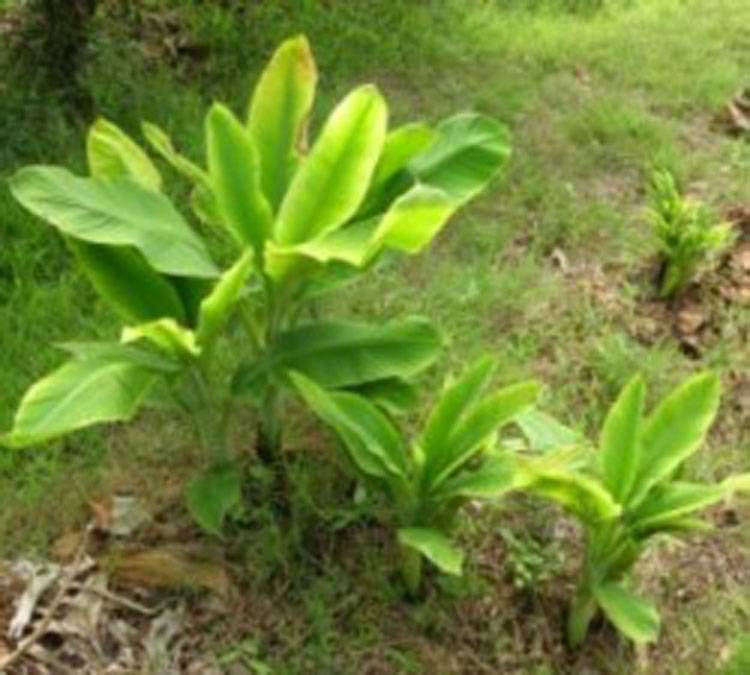 Pentalonia nigronervosa f. typica  
