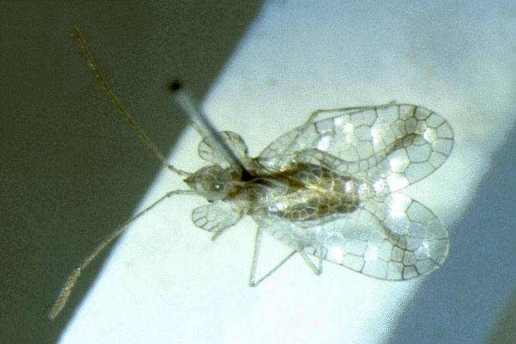 Stephanitis typicus