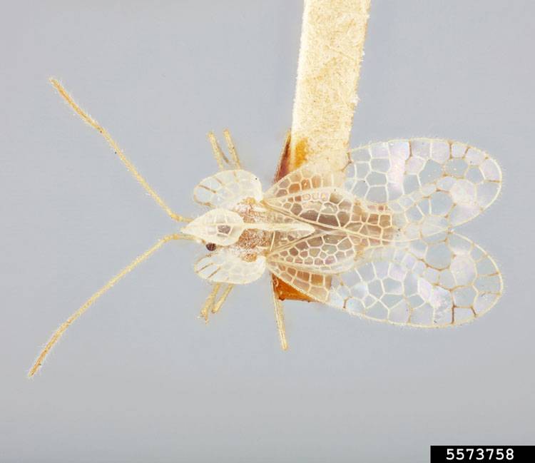 Stephanitis typicus