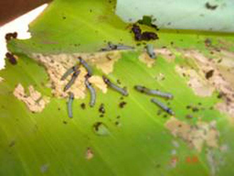 Spodoptera litura