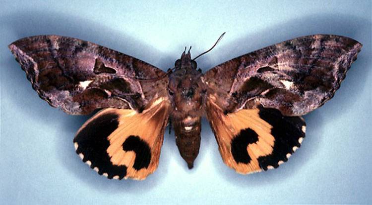 Eudocima materna
