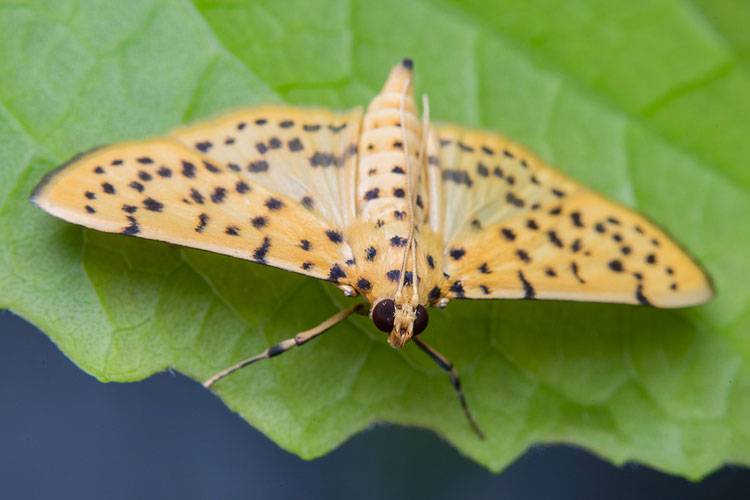 Conogethes punctiferalis