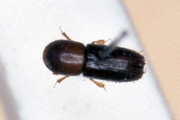 Xyleborus perforans