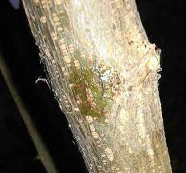 Xyleborus perforans