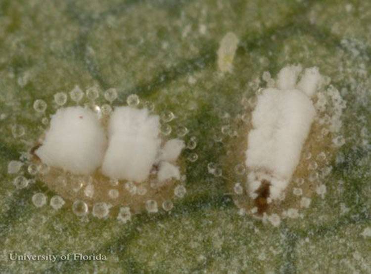 Siphoninus phillyreae