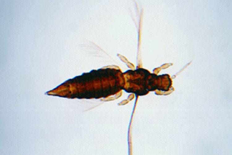 Rhipiphorothrips cruentatus 