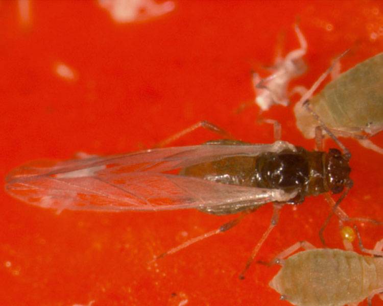  Aphis punicae Passerini