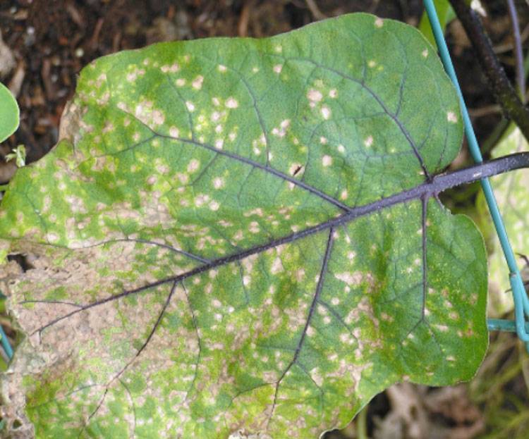 Cercospora melongenae