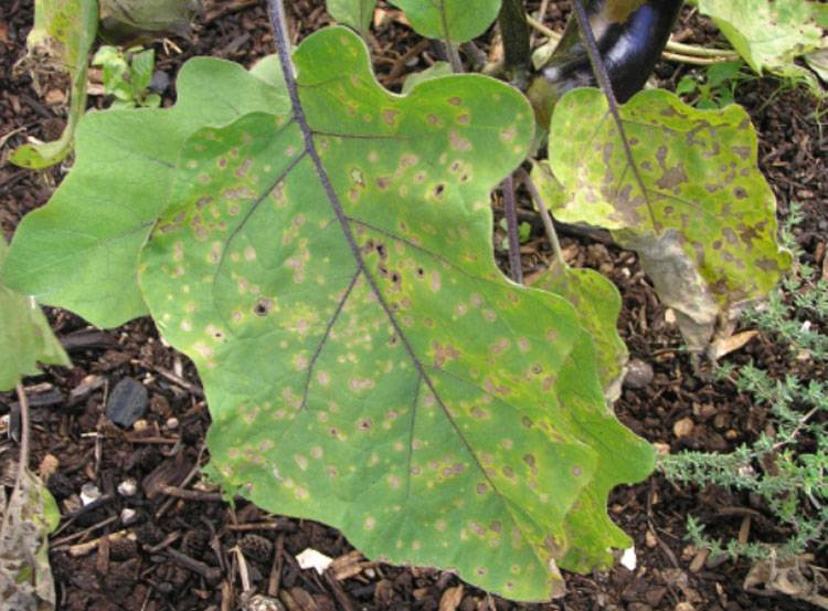Cercospora melongenae