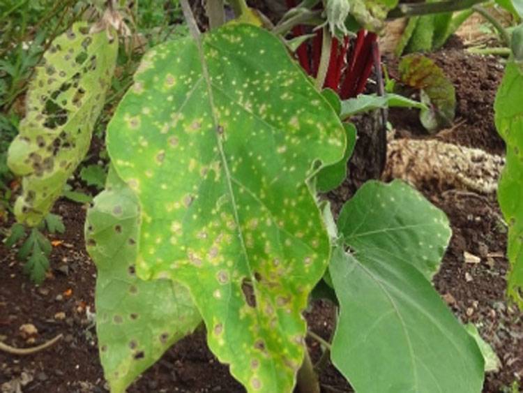 Cercospora melongenae